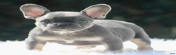 French Bulldog dogs for sale: Freddie  - Ad 8