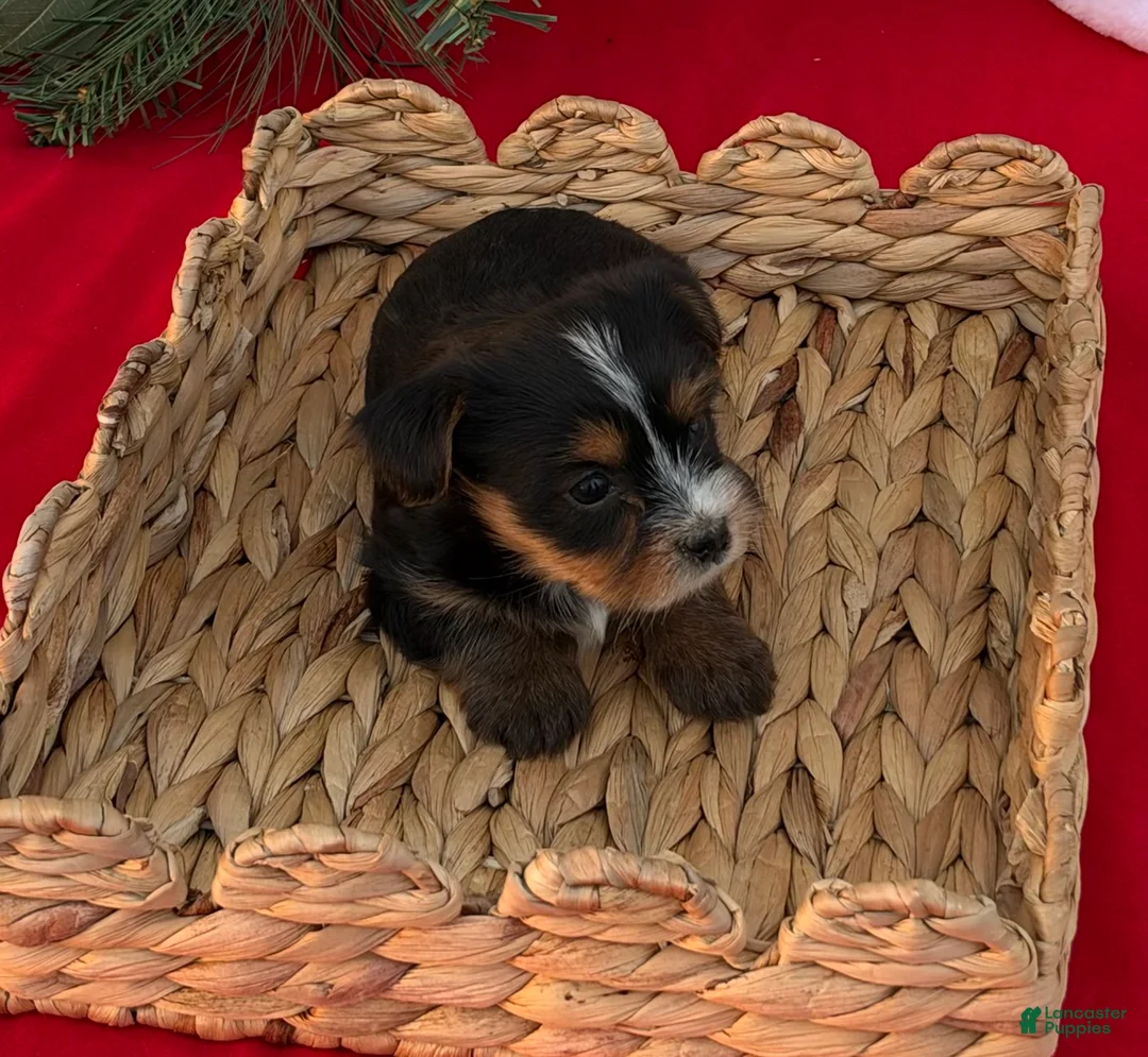 Yorkshire Terrier dogs for sale: Yorkshire Terrier 6 - Ad 1