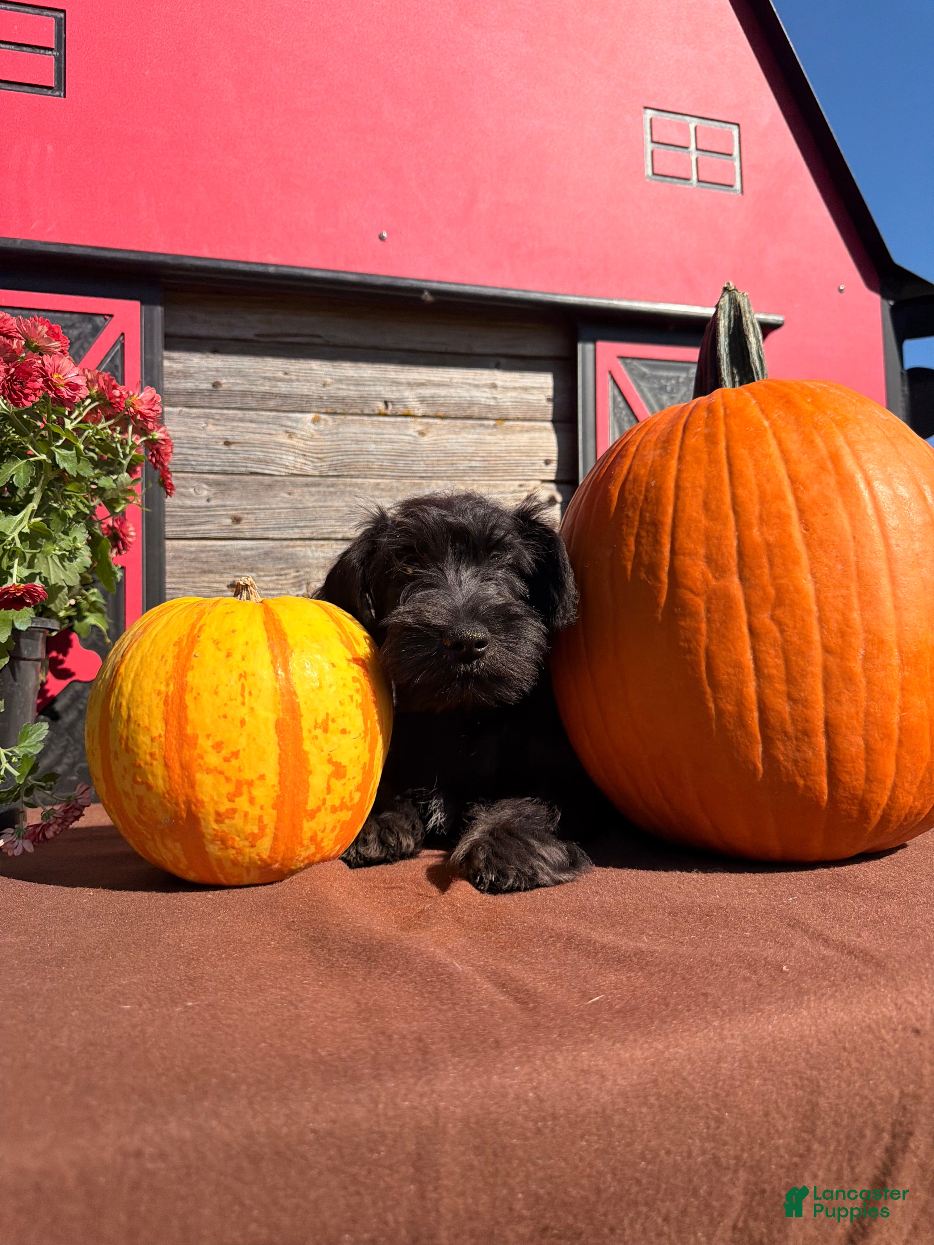 Miniature Schnauzer dogs Thelma Miniature Schnauzer  - Ad 2