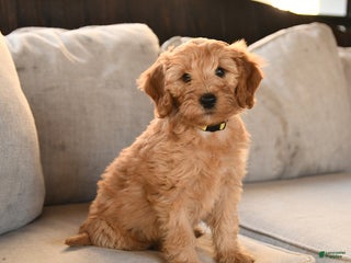 Miniature Labradoodle dogs - Ad 8
