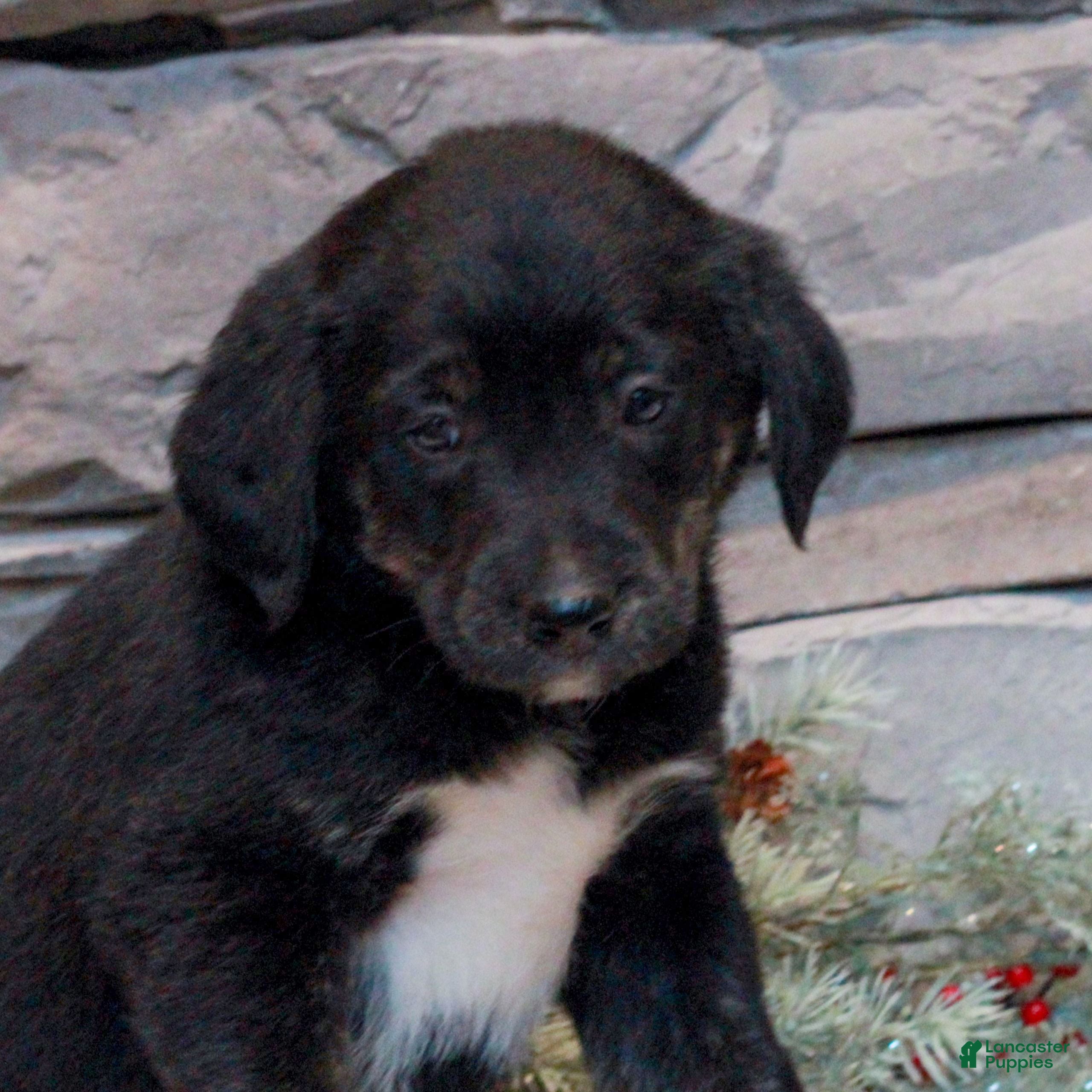 Mixed Breed dogs Hero  - Ad 4