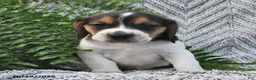 Mixed Breed dogs for sale: Lincoln  - Ad 4