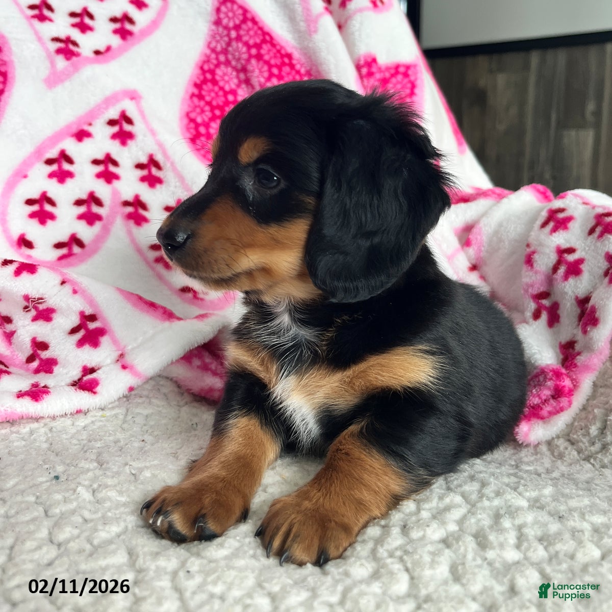 Miniature Dachshund dogs Laddie - Ad 2