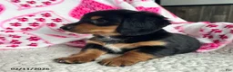 Miniature Dachshund dogs for sale: Laddie - Ad 2