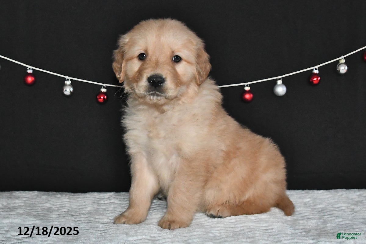 Golden Retriever dogs Asher - Ad 19