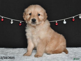 Golden Retriever dogs Asher - Ad 31