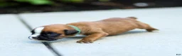 Boxer dogs for sale: Nora Boxer  - Ad 5