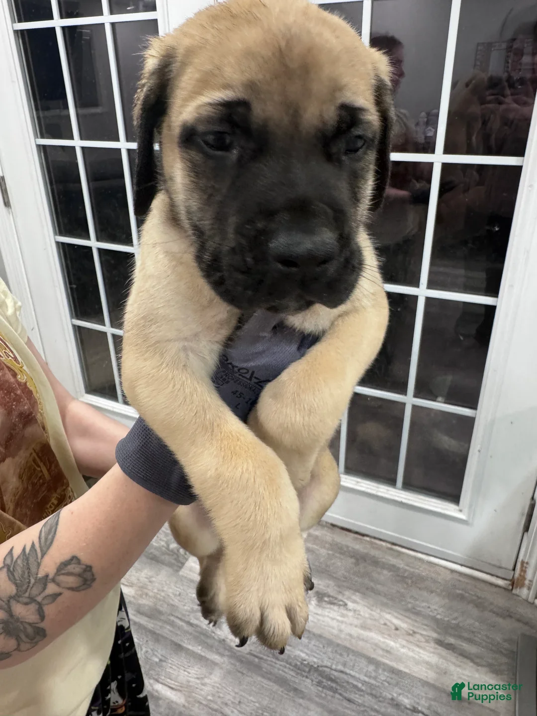 English Mastiff dogs for sale: English Mastiff Puppy 5 - Ad 11