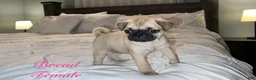 Pug dogs for sale: Bread - Ad 4