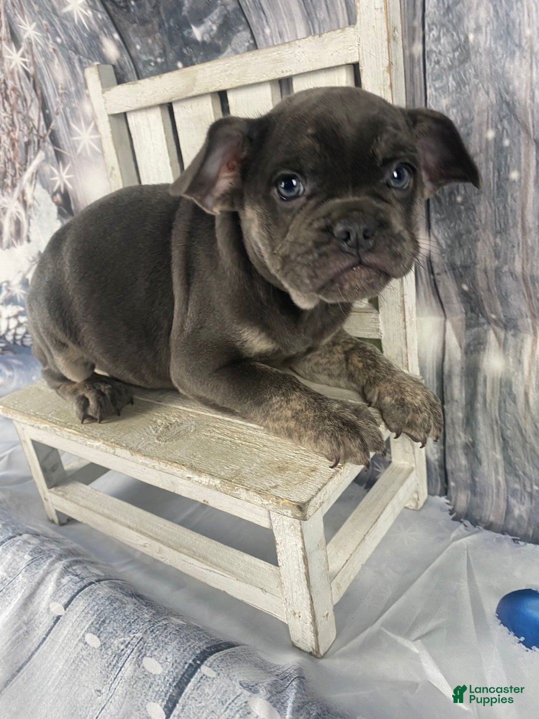 Mixed Breed dogs for sale: Billy - Ad 1