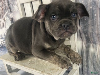 Mixed Breed dogs Billy - Ad 1