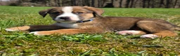 Mixed Breed dogs for sale: Mixed Breed Puppy 3 - Ad 6