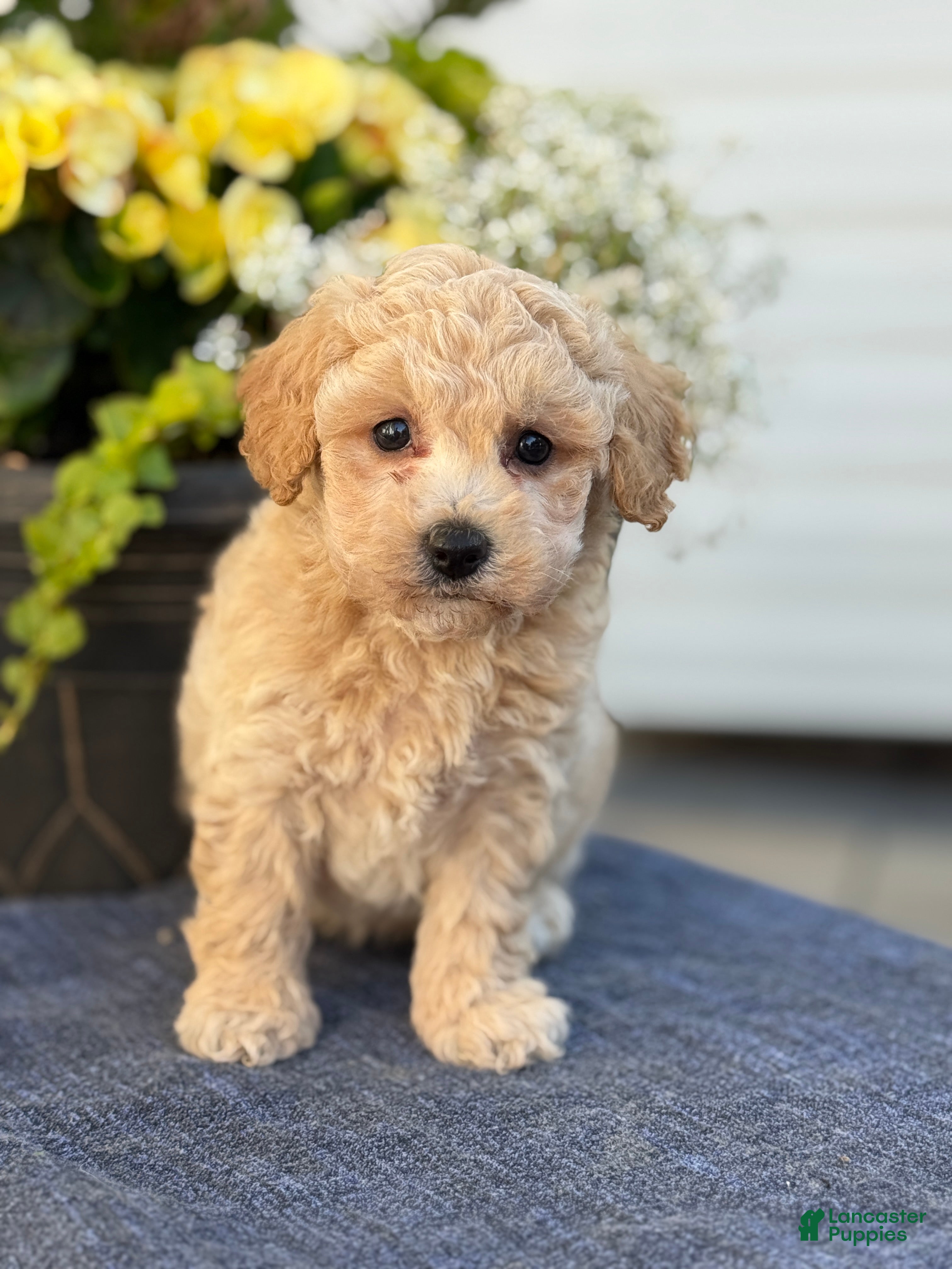 Bichpoo dogs for sale: Faye - Ad 9