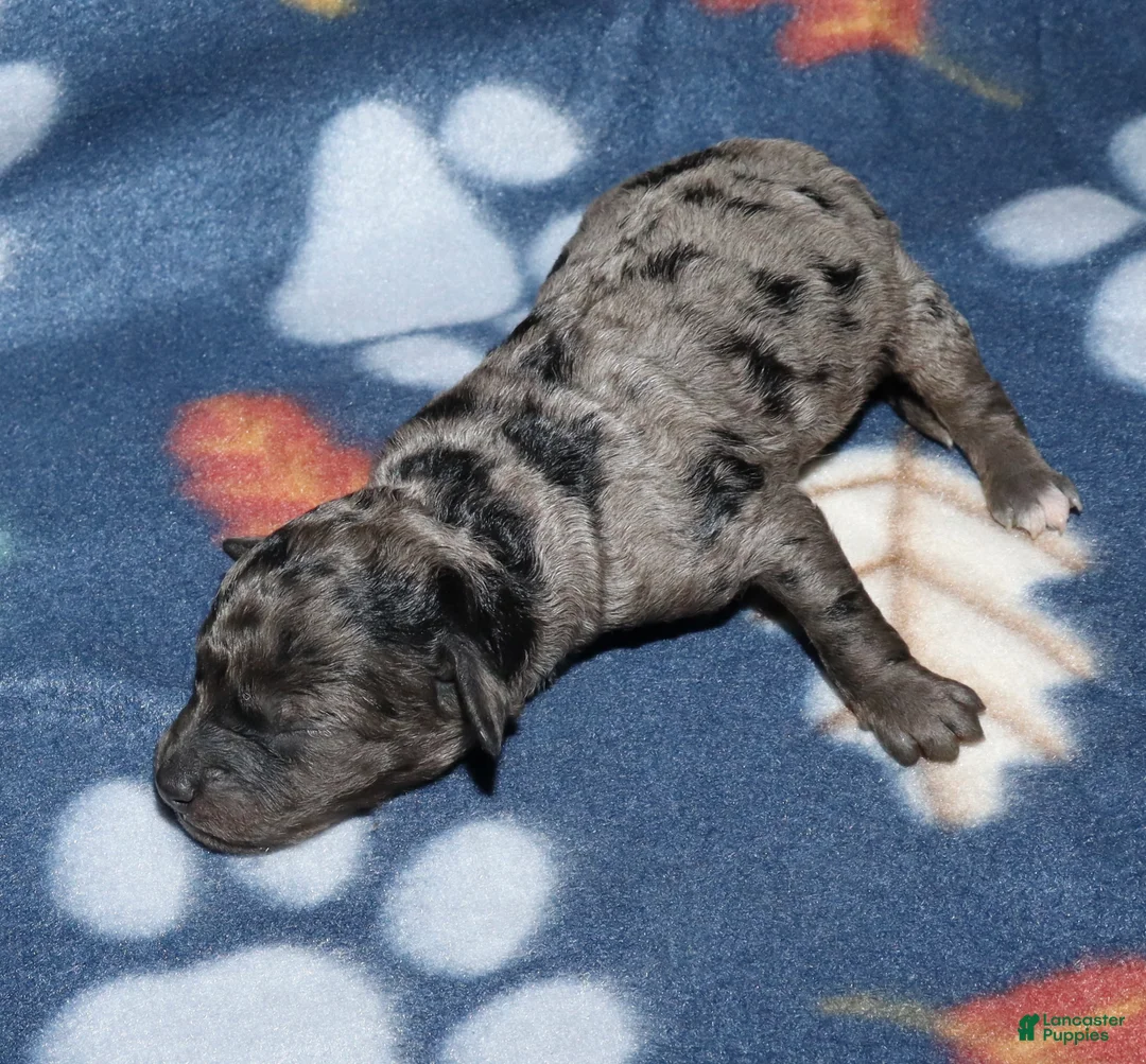 Toy Poodle dogs for sale: Summer’s black merle male - Ad 2