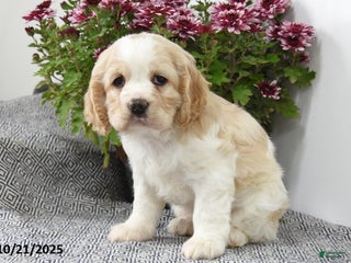 Cocker Spaniel dogs - Ad 5