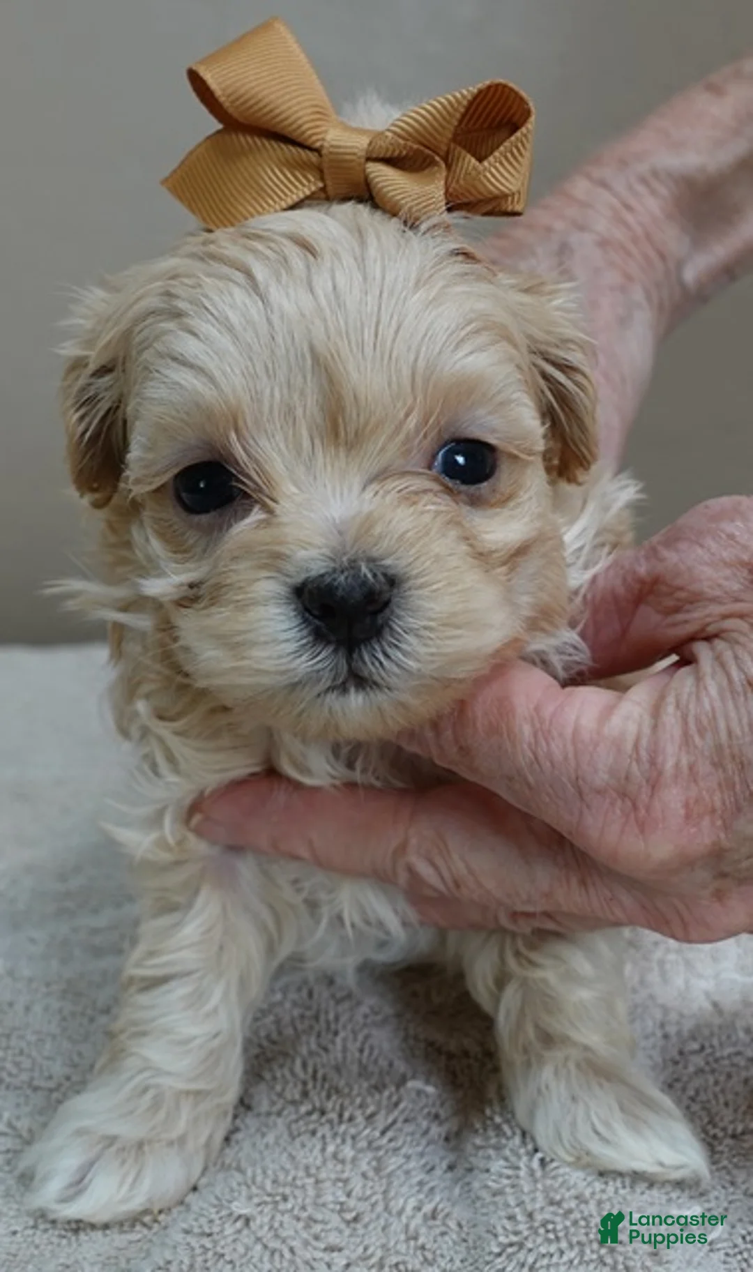 Maltipoo dogs for sale: Dex 1 lb 5 ozs - Ad 2