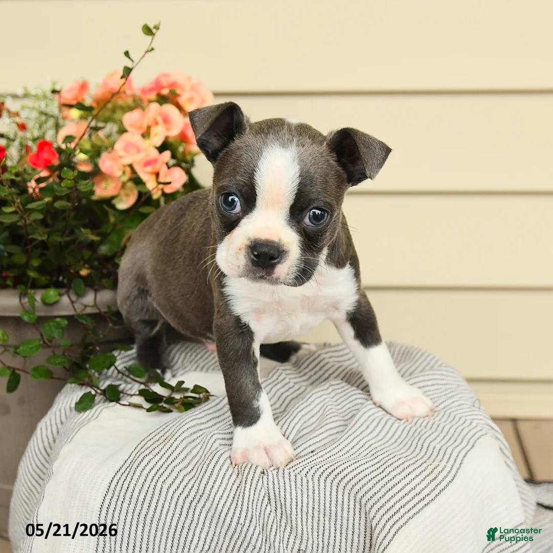 Boston Terrier dogs for sale: Boomer - Ad 1