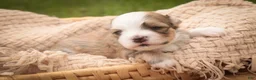 Havanese dogs for sale: Webster Havanese  - Ad 7