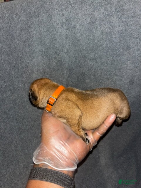 South African Boerboels dogs Queen of Hearts  - Ad 2