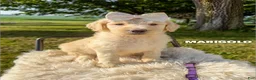 Goldendoodle dogs for sale: Marigold - F1b - Ad 2