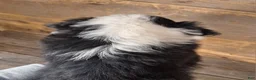 Australian Shepherd dogs for sale: Daniel - Ad 13
