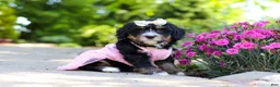 Mini Bernedoodle dogs for sale: Phoebe - Ad 6