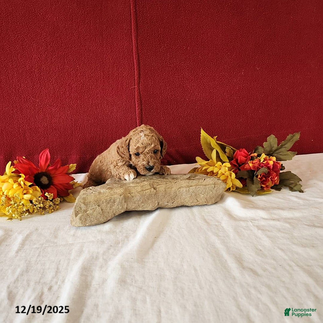 Cavapoo dogs for sale: Tribute - Ad 4