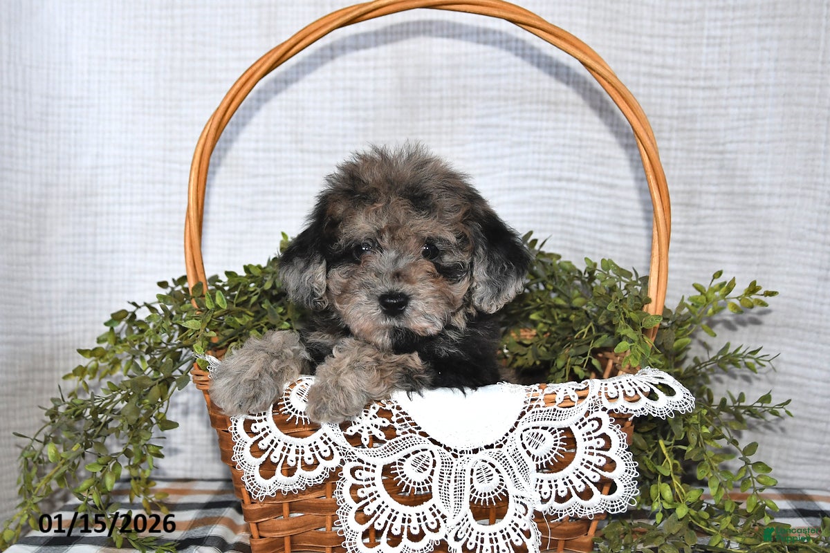 Havapoo dogs Twilight - Ad 28