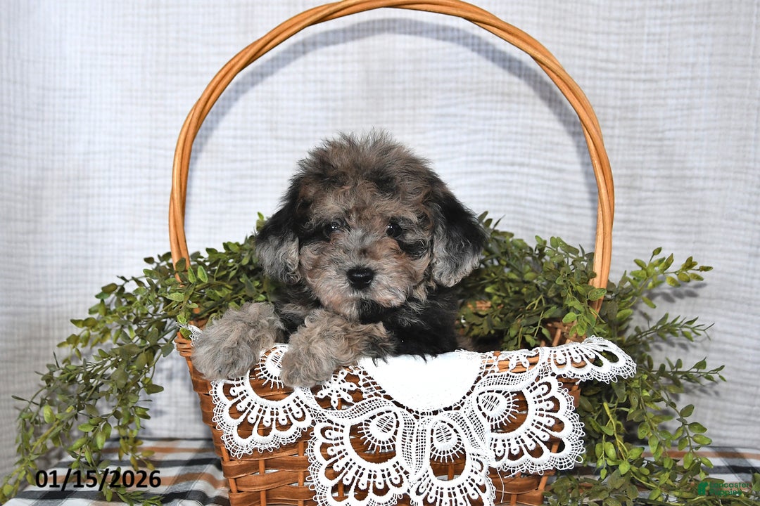 Havapoo dogs for sale: Twilight - Ad 1