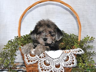 Havapoo dogs Twilight - Ad 25