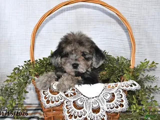 Havapoo dogs Twilight - Ad 25