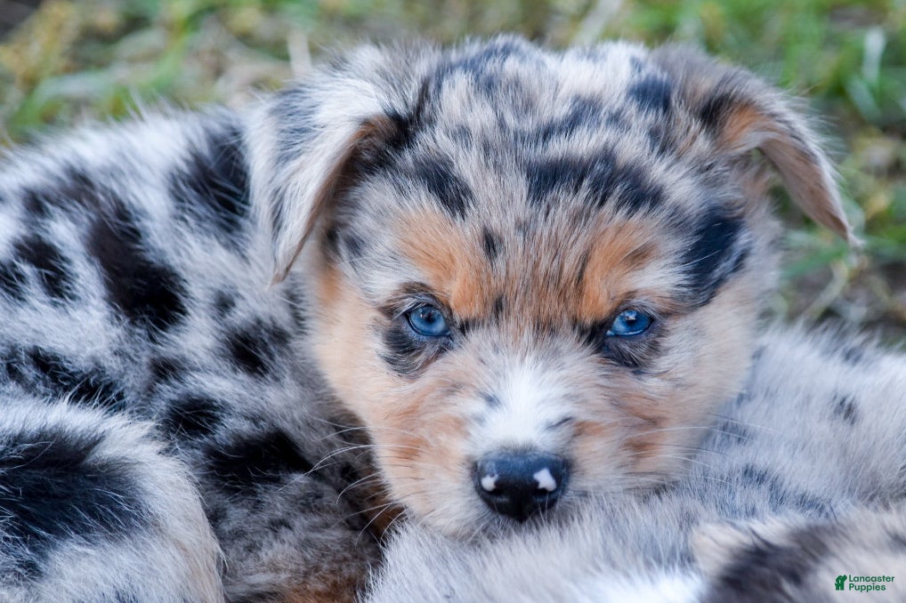 Miniature Australian Shepherd dogs for sale: Miniature Australian Shepherd 3 - Ad 22