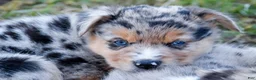 Miniature Australian Shepherd dogs for sale: Miniature Australian Shepherd 3 - Ad 1