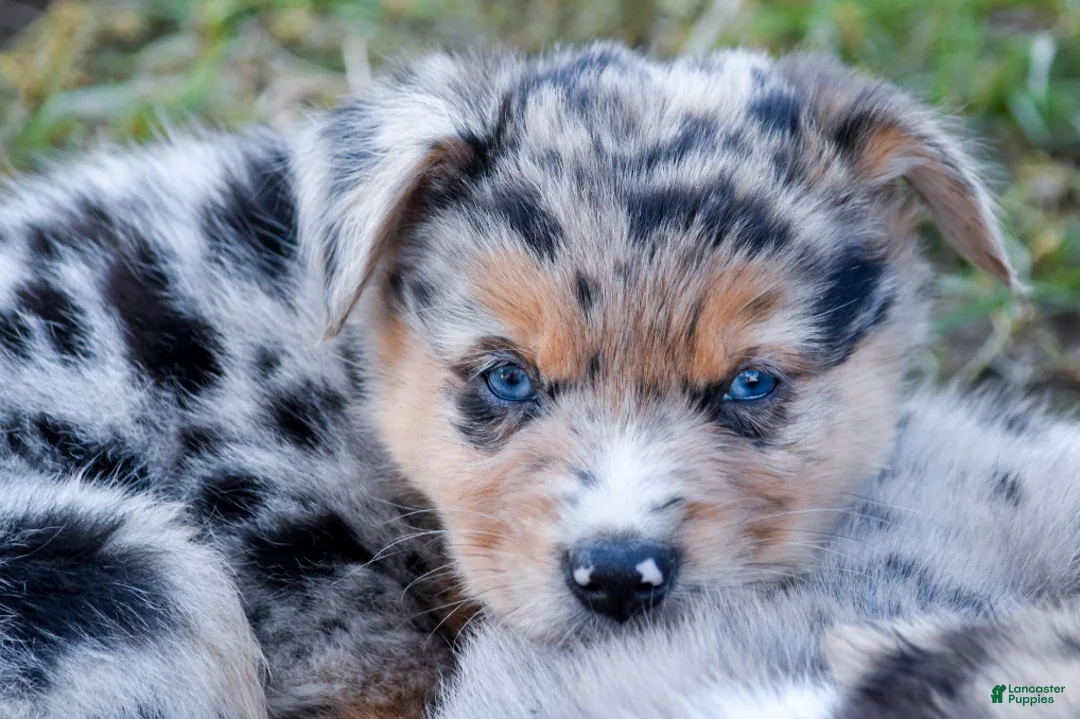 Miniature Australian Shepherd dogs for sale: Miniature Australian Shepherd 3 - Ad 1