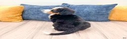 Bernese Mountain Dog dogs for sale: Jordan - Ad 5