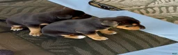 Mixed Breed dogs for sale: Doberman mix puppy  - Ad 6