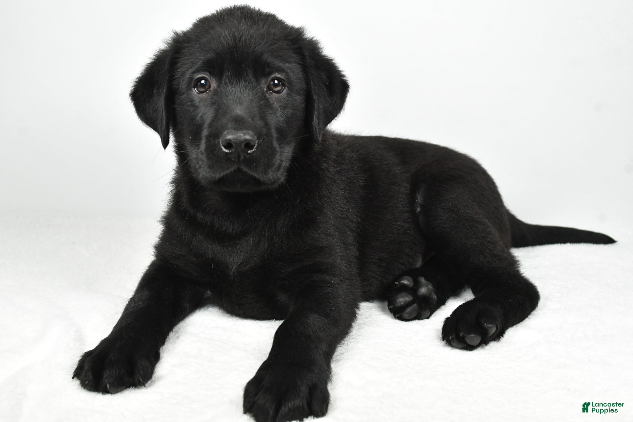 Labrador Retriever dogs for sale: Roscoe - Ad 2