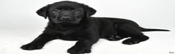 Labrador Retriever dogs for sale: Roscoe - Ad 1