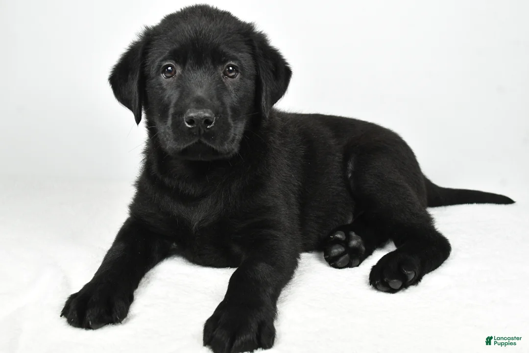 Labrador Retriever dogs for sale: Roscoe - Ad 1