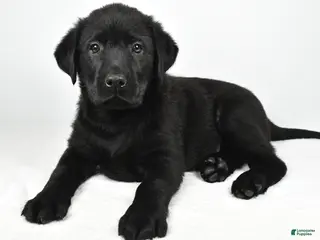 Labrador Retriever dogs for sale: Roscoe - Ad 2