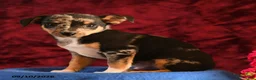 Chihuahua dogs for sale: Jasper - Ad 1