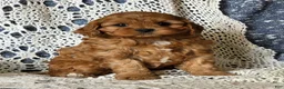 Cavapoo dogs for sale: Julie - Ad 3