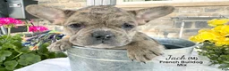 Mixed Breed dogs for sale: Jack - Ad 1