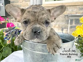 Mixed Breed dogs for sale: Jack - Ad 1