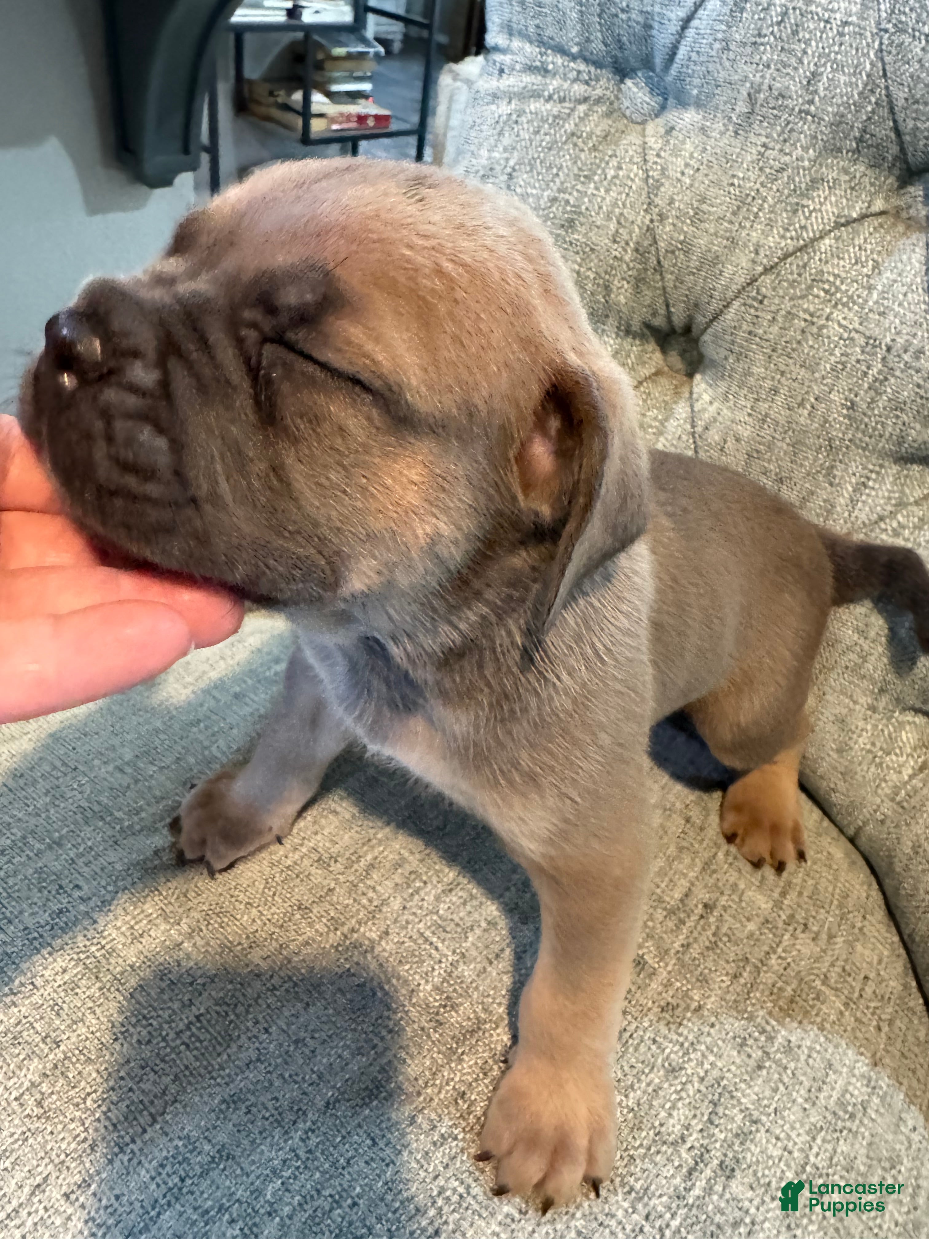 Cane Corso dogs Cane Corso 2 - Ad 2
