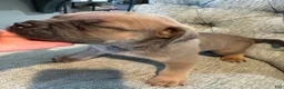 Cane Corso dogs for sale: Cane Corso 2 - Ad 2