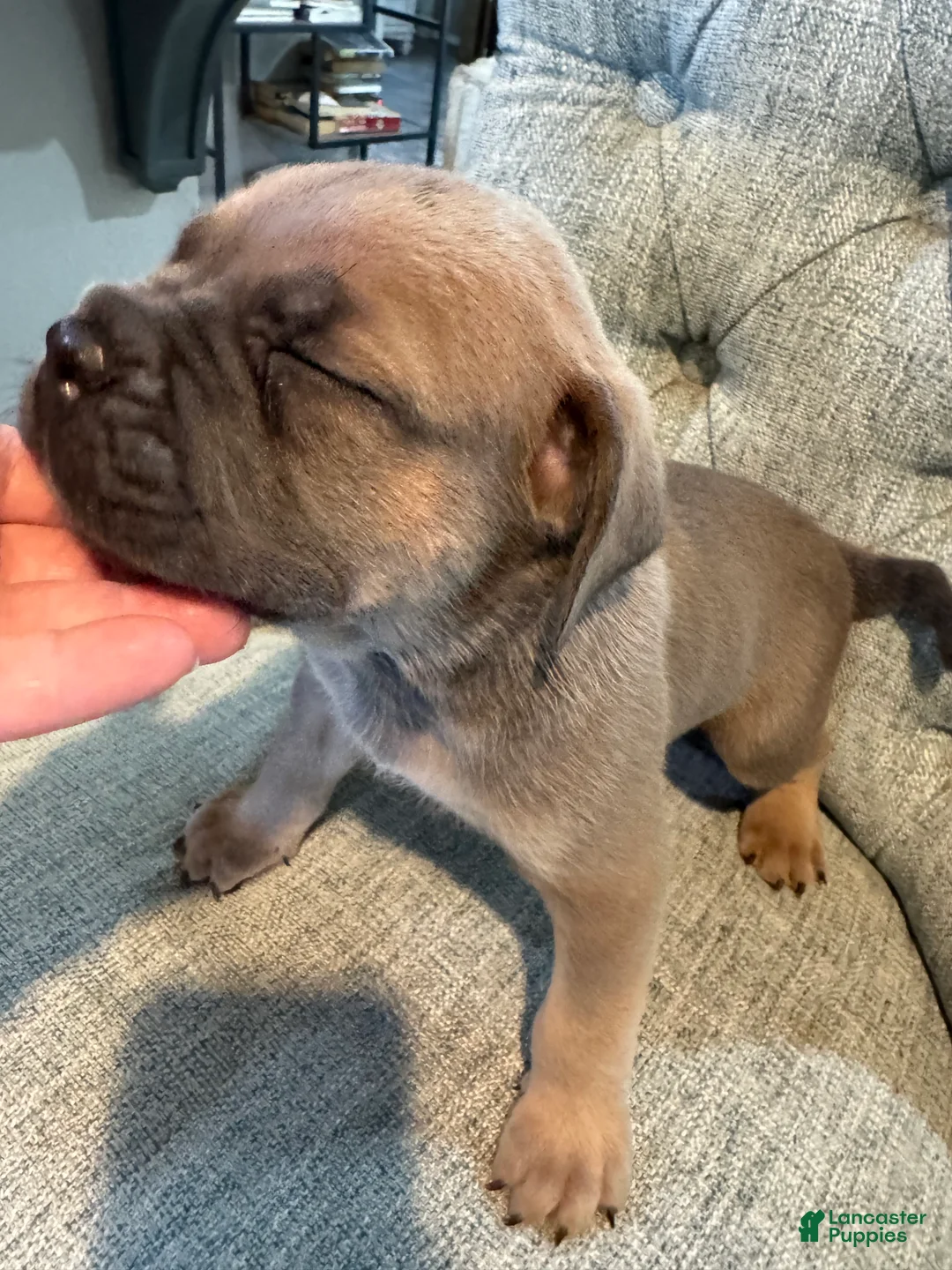 Cane Corso dogs for sale: Cane Corso 2 - Ad 2