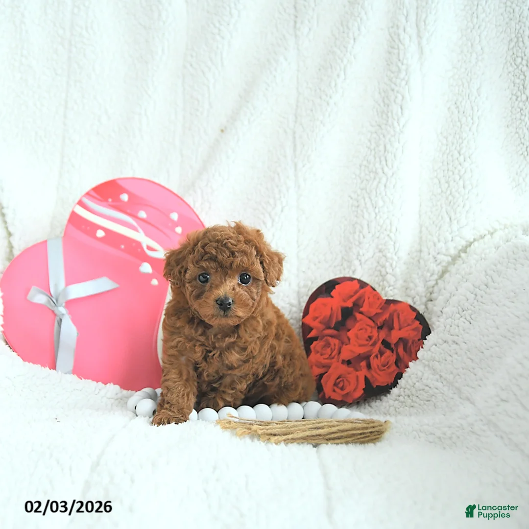 Toy Poodle dogs for sale: Bella HOUSE RAISED - Ad 4