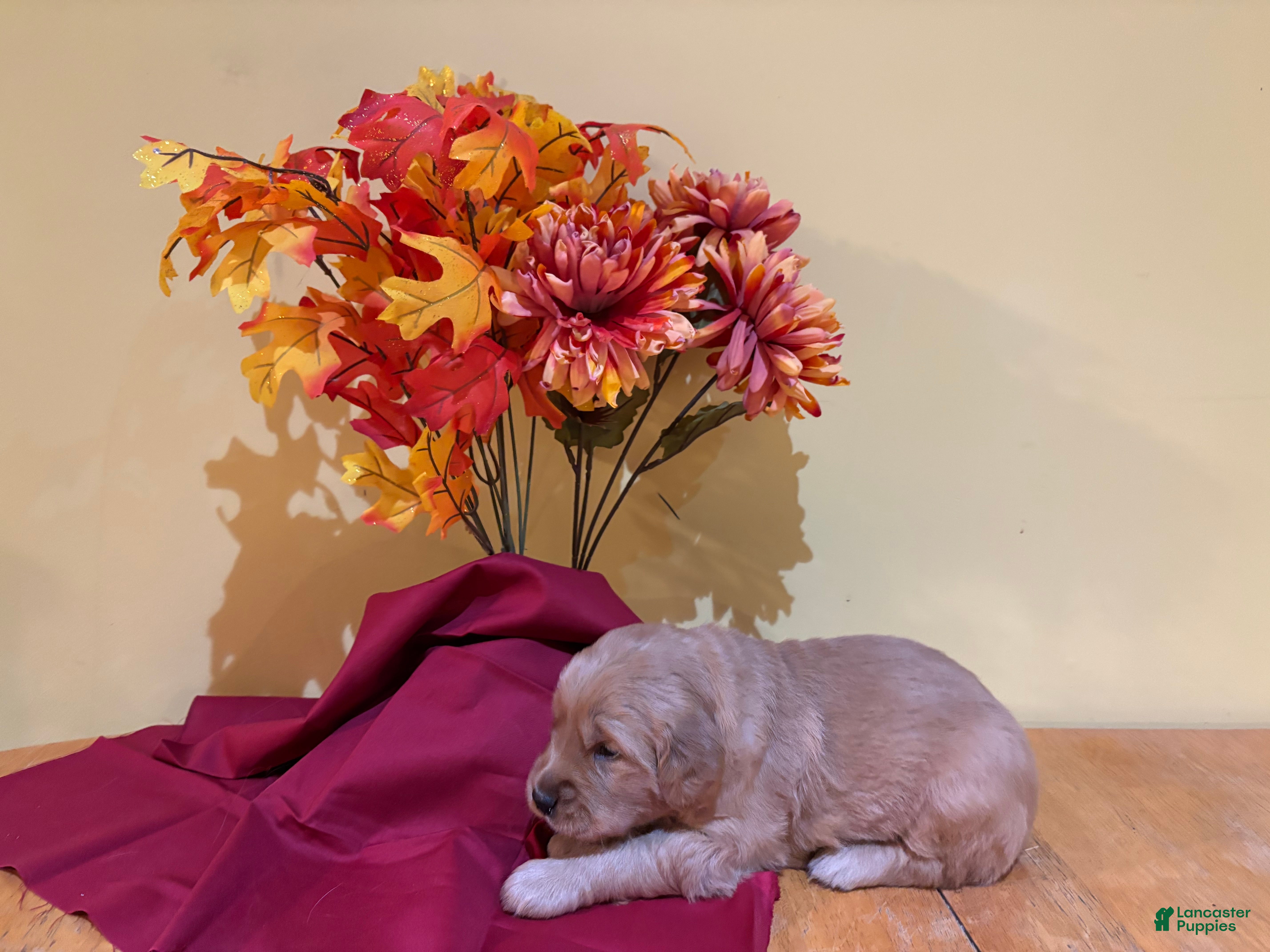 Golden Retriever dogs Miss Yellow - Ad 1
