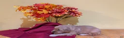 Golden Retriever dogs for sale: Miss Yellow - Ad 1